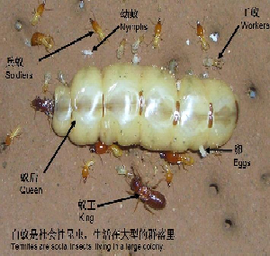 白蚁蚁后是怎么来的？