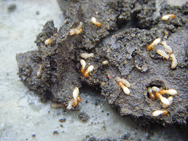 白蚁的食物都是从哪里来的？