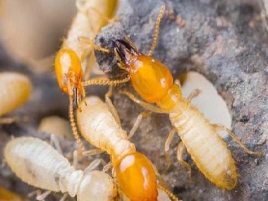 南海白蚁防治：家里白蚁巢是怎么来的