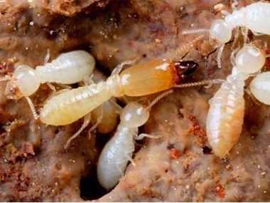 夏季白蚁危害多，应该如何防治？