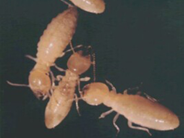 顺德杀虫治白蚁公司白蚁防治的预防需留意以下六点