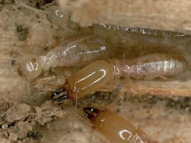 南海白蚁防治杀白蚁用什么药？最好到哪里买