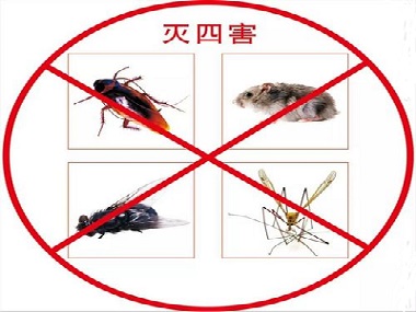 和顺四害消杀中心告诉你害虫的危害有哪些？要怎么预防四害