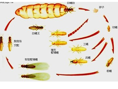 松岗专业预防白蚁告诉你白蚁危害散布在哪里