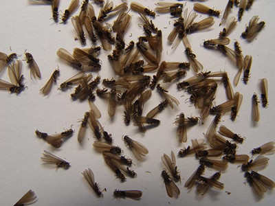 南海预防白蚁公司如何判断室内黑色飞蚂蚁是不是白蚁繁殖蚁