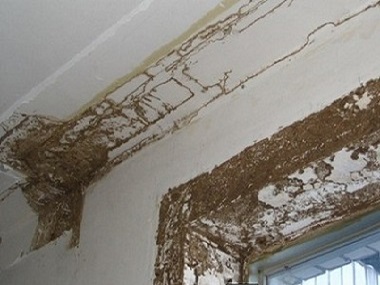 顺德白蚁防治中心房屋室内装修白蚁预防的重点部位