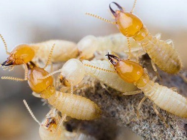 南海预防白蚁中心白蚁的危害、白蚁防治方法介绍