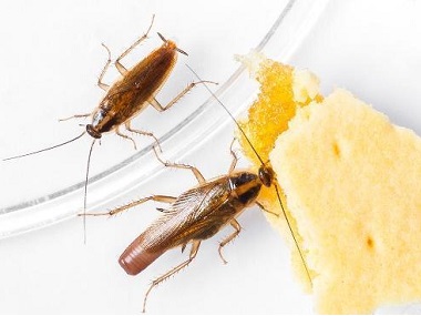 佛山除四害公司发现家里有蟑螂应该怎样灭蟑螂