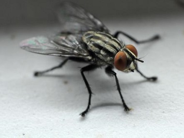 大沥害虫防控站分享4个灭蚊蝇驱蚊蝇的实用小妙招