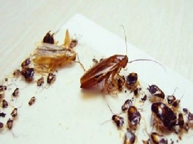 官窑害虫防控——消灭蟑螂最有效的方法