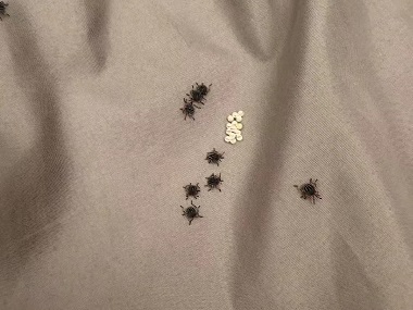 罗村四害消杀中心臭虫的危害防治措施