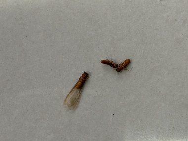南海白蚁预防机构该如何应对白蚁分飞期？