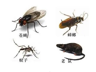 九江四害消杀公司如何防控蚊子苍蝇老鼠蟑螂